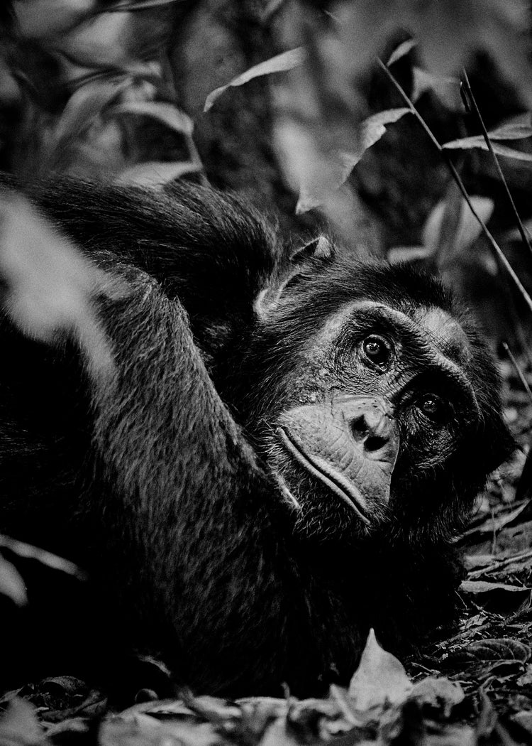 Chimpanzee hanging from a branch in the jungle.