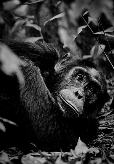 Chimpanzee hanging from a branch in the jungle.