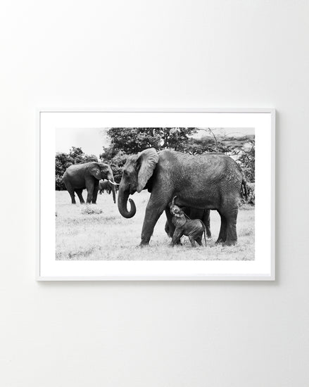 The Happy Mothers Day Poster features a black and white framed photo of a mother elephant and her calf walking together, with another elephant in the grassy field, showcasing gentle bonds.