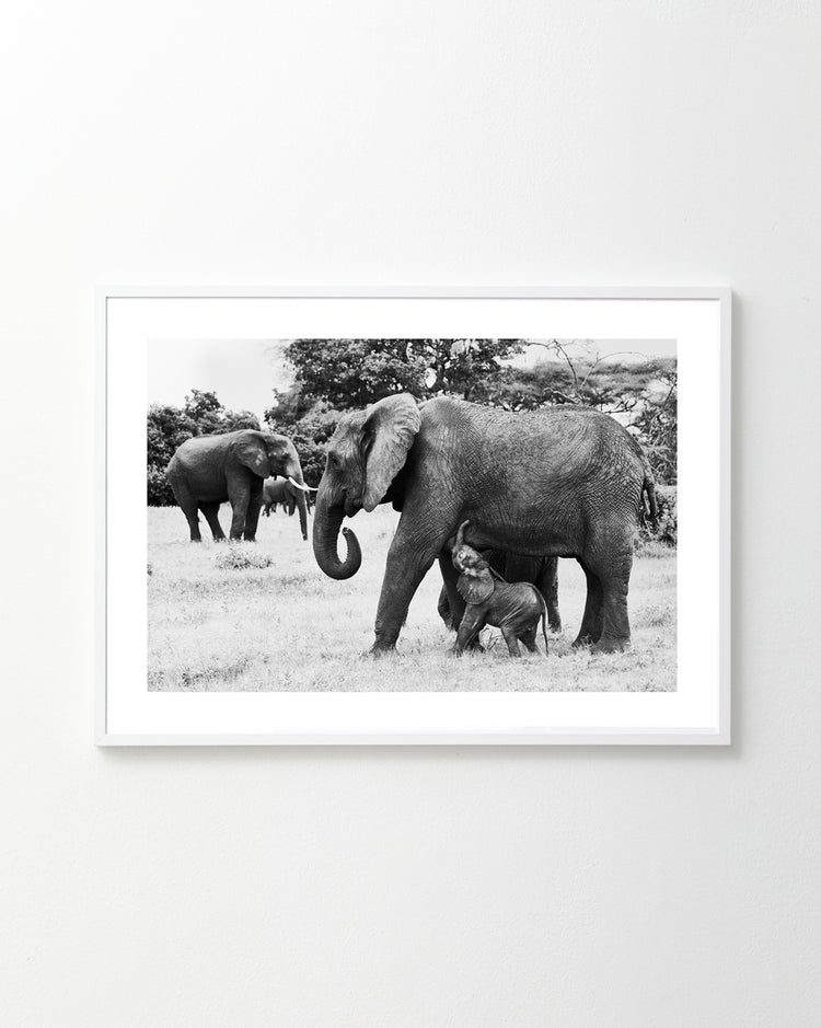 The Happy Mothers Day Poster features a black and white framed photo of a mother elephant and her calf walking together, with another elephant in the grassy field, showcasing gentle bonds.