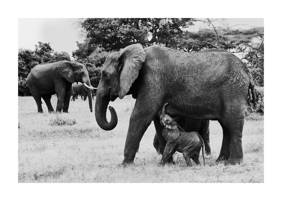 Elephant baby walking next to his mother.