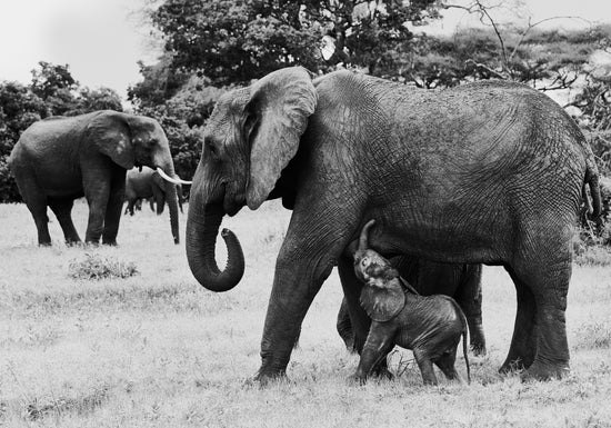 Elephant baby walking next to his mother.