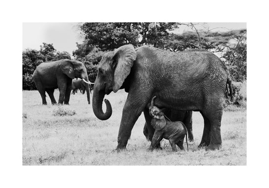 Elephant baby walking next to his mother.