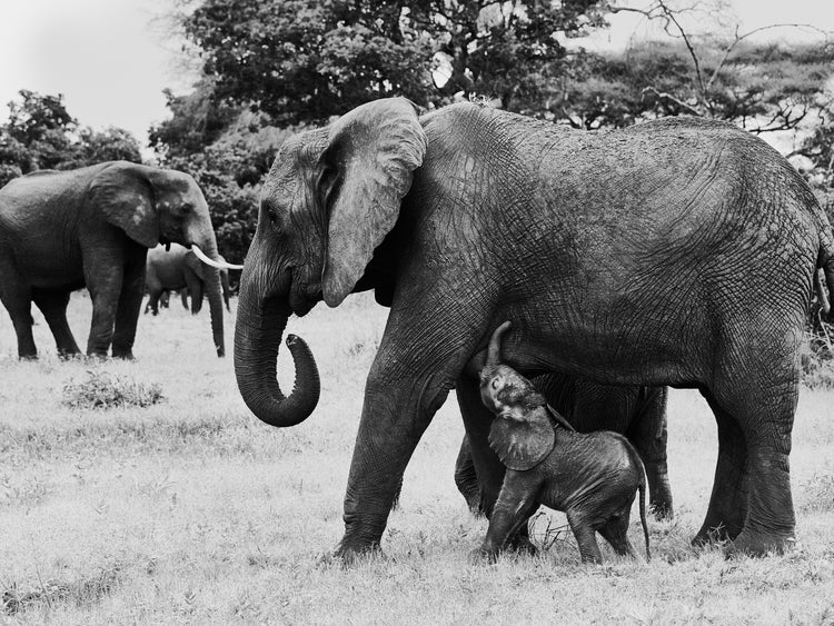 Elephant baby walking next to his mother.