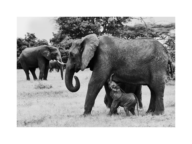 Elephant baby walking next to his mother.