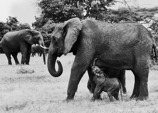 Elephant baby walking next to his mother.