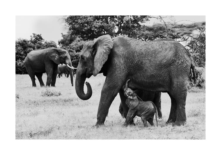 Elephant baby walking next to his mother.