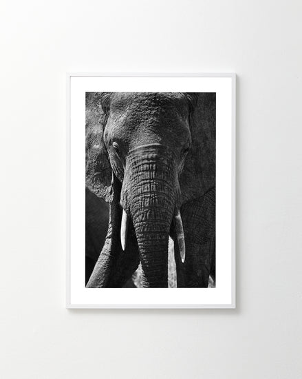 The Gentle Authority Poster, featuring a black and white elephant in a white frame, adorns a plain wall. The majestic creature stands front-facing, highlighting its textured skin and tusks, weaving a subtle story of natures power and grace.