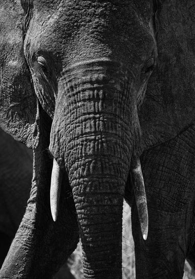 Portrait of an elephant with a wrinkly trunk and white tusks.