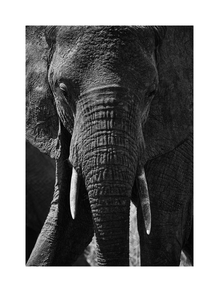 Portrait of an elephant with a wrinkly trunk and white tusks.
