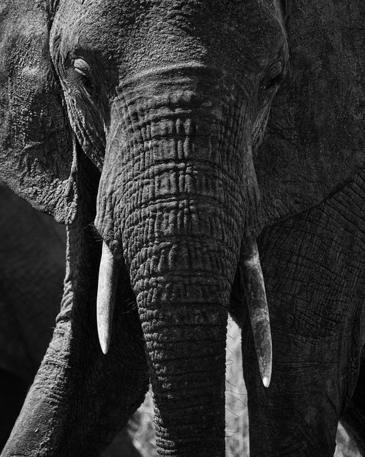Portrait of an elephant with a wrinkly trunk and white tusks.