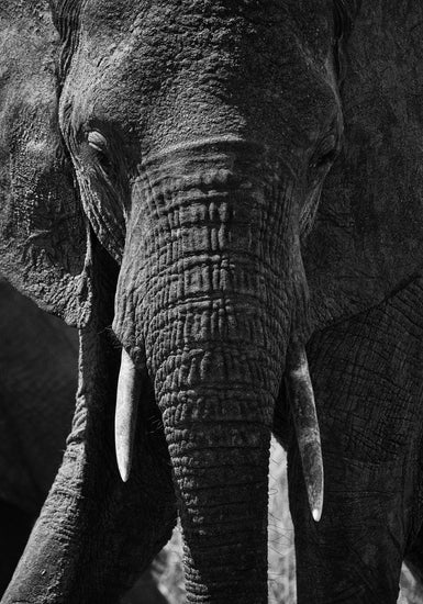 Portrait of an elephant with a wrinkly trunk and white tusks.