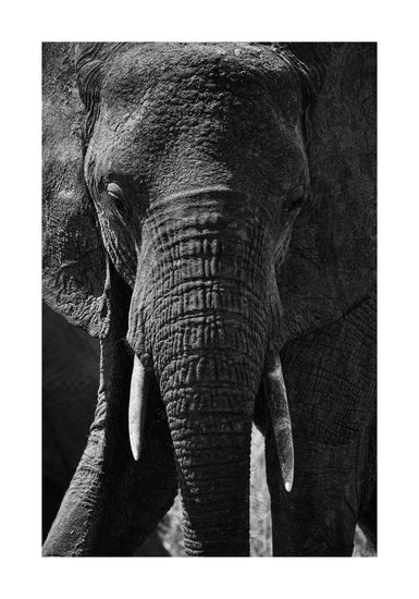 Portrait of an elephant with a wrinkly trunk and white tusks.