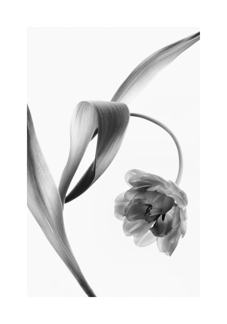 A blooming tulip photographed with an x-ray.