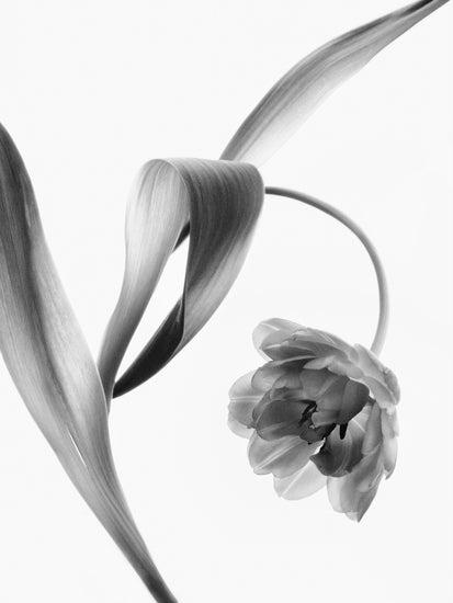 A blooming tulip photographed with an x-ray.