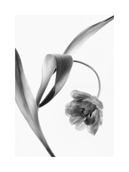 A blooming tulip photographed with an x-ray.