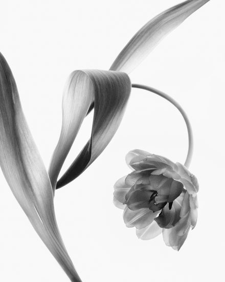 A blooming tulip photographed with an x-ray.