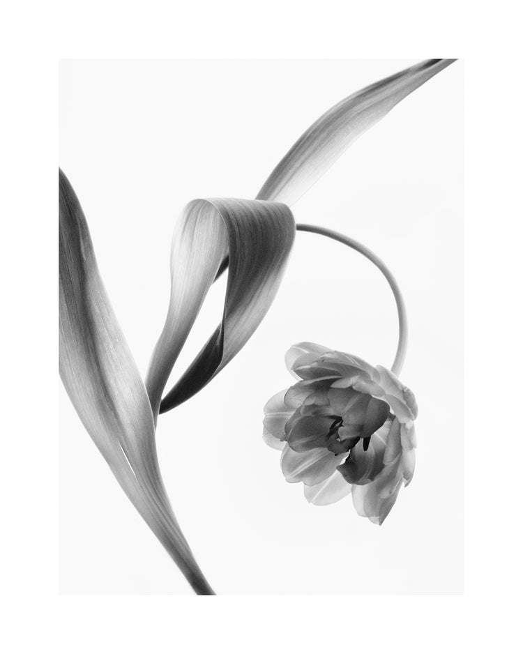 A blooming tulip photographed with an x-ray.