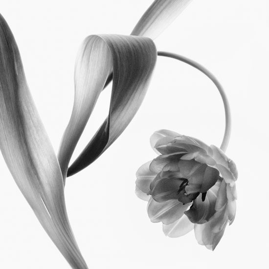 A blooming tulip photographed with an x-ray.