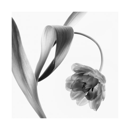 A blooming tulip photographed with an x-ray.