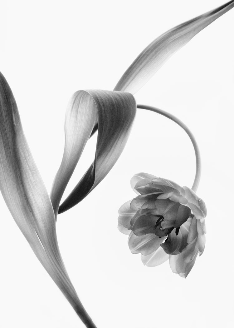 A blooming tulip photographed with an x-ray.