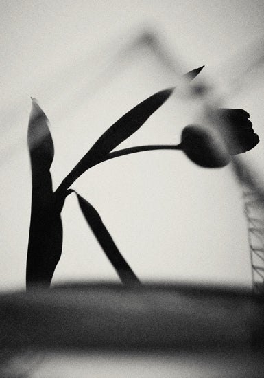 The black silhouette of a tulip with a blurry foreground.