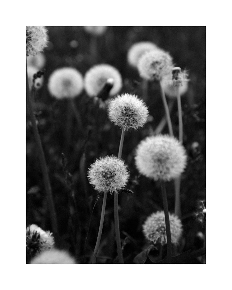 Dandelions after they’ve blossomed and turned into fluffy balls of air.