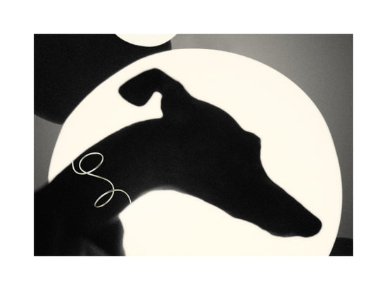 Outlines of a greyhound in front of a bright white background.
