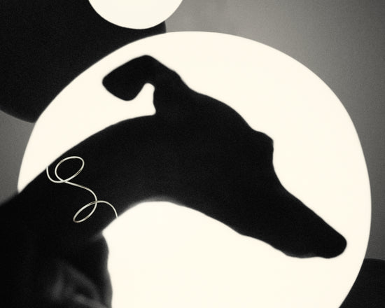 Outlines of a greyhound in front of a bright white background.