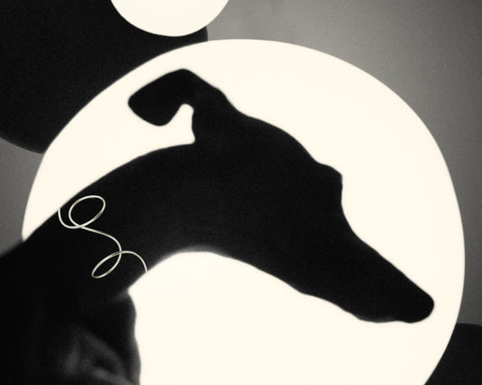 Outlines of a greyhound in front of a bright white background.