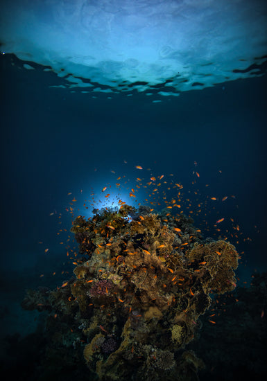 Reef on the bottom of the blue ocean full of corals and a bunch of orange fish.