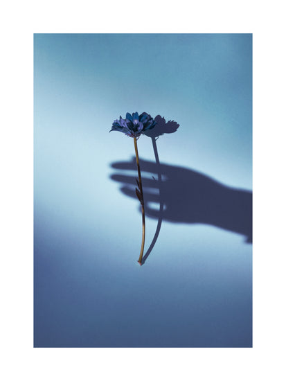 Purple flower being held by the shadow of a hand.