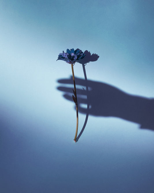 Purple flower being held by the shadow of a hand.