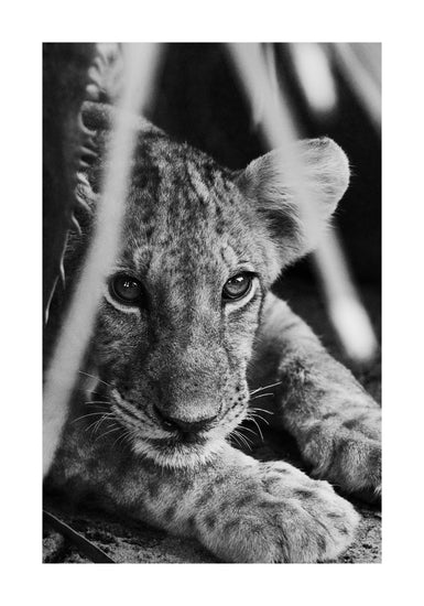 Cheetah cub lying in the shadows.