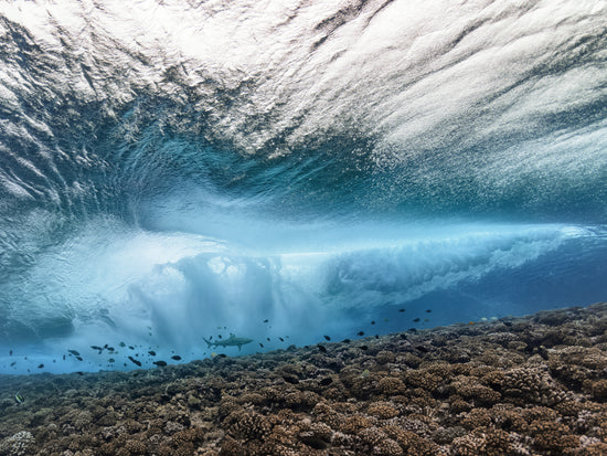 Wave crashing above a coral reef where fish and sharks are swimming.