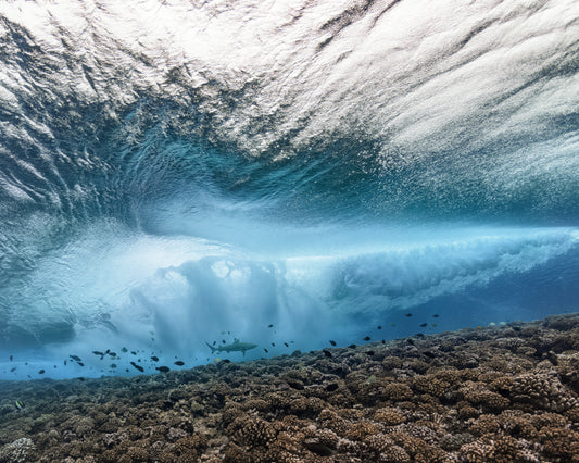 Wave crashing above a coral reef where fish and sharks are swimming.