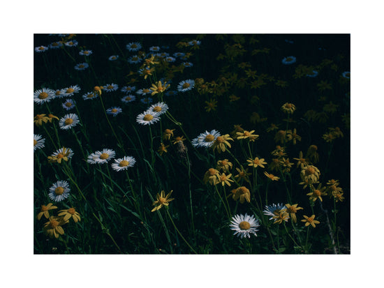Yellow and white daisies growing on a green field.