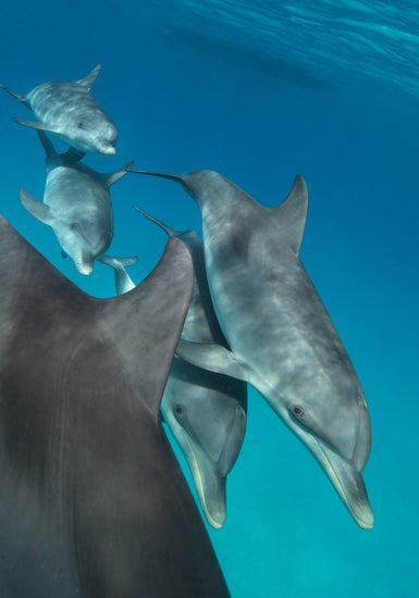 Group of dolphins swimming close together in the blue ocean.
