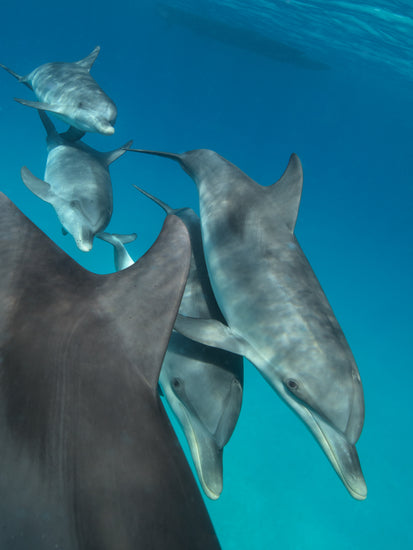 Group of dolphins swimming close together in the blue ocean.