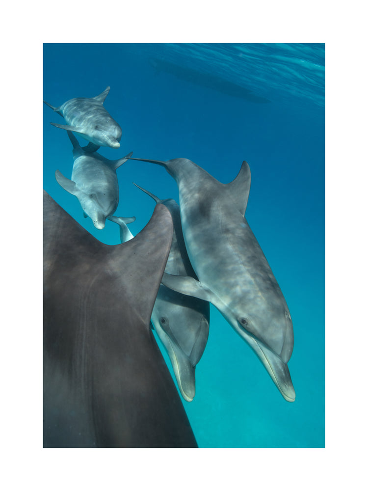 Group of dolphins swimming close together in the blue ocean.