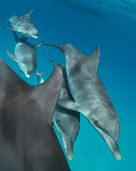 Group of dolphins swimming close together in the blue ocean.
