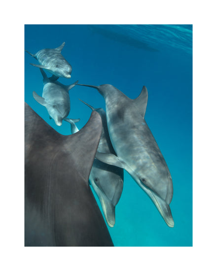 Group of dolphins swimming close together in the blue ocean.