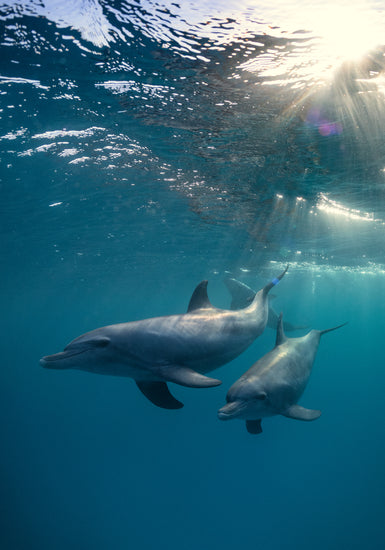 A pair of dolphins playing in the blue sea close to the surface of the water.