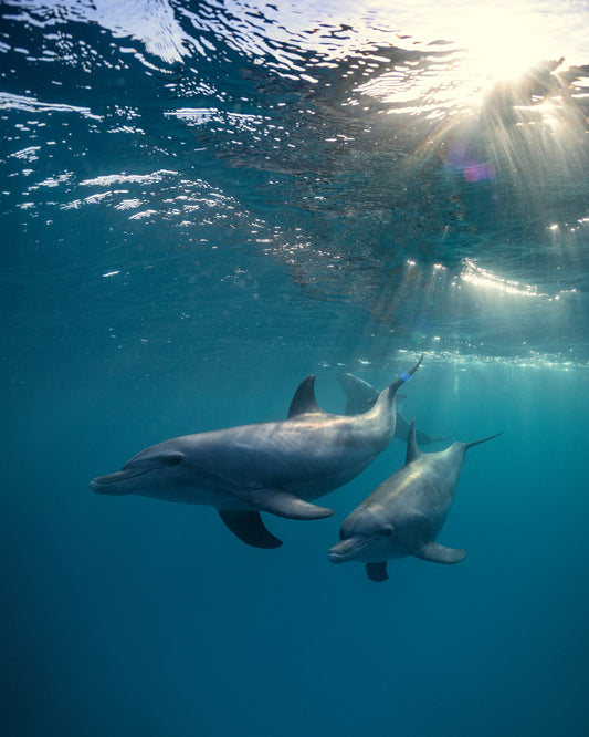 A pair of dolphins playing in the blue sea close to the surface of the water.
