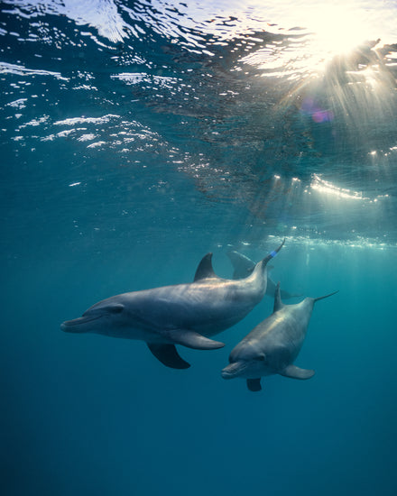 A pair of dolphins playing in the blue sea close to the surface of the water.