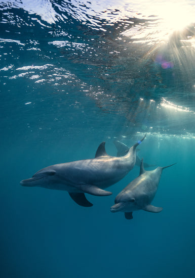 A pair of dolphins playing in the blue sea close to the surface of the water.