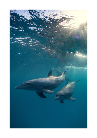 A pair of dolphins playing in the blue sea close to the surface of the water.