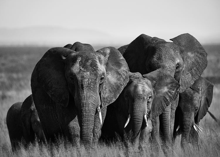 A pack of elephants walking across a field.