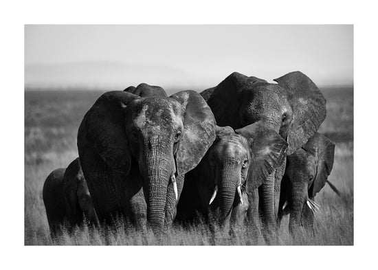 A pack of elephants walking across a field.