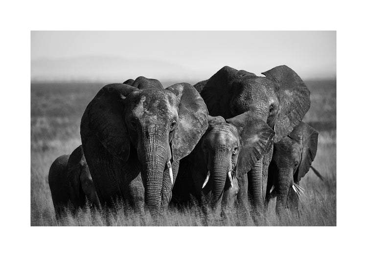 A pack of elephants walking across a field.